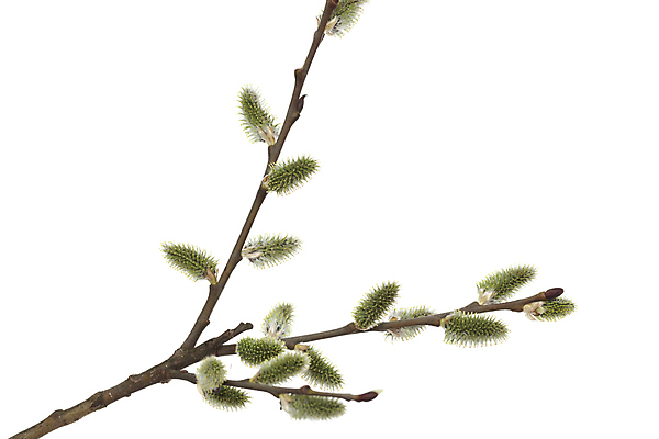 포토 JPG 해외이미지 나무 식물 계절 꽃 줄기 자연 사람없음 초록색 봄 나뭇가지 개화 다발 버드나무 흰배경 해외포토 컬러 백그라운드 흰색 생태계 파일형식 이미지허브