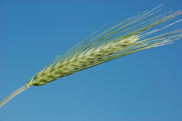 포토 JPG 해외이미지 식물 음식 백그라운드 밭 농업 사람없음 초록색 농작물 농장 수확 성장 낟알 시리얼 보리 귀 세련 해외포토 산업 컬러 곡류 신체부위 파일형식 이미지허브