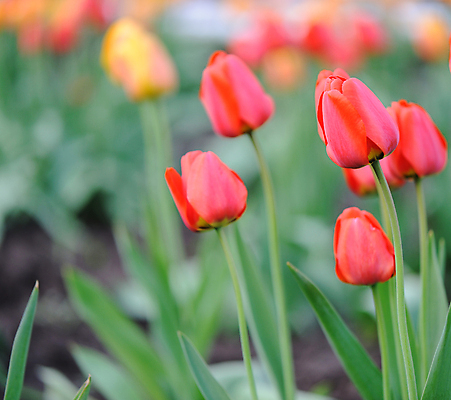 포토 JPG 해외이미지 주간 봄꽃 자연 사람없음 야외 아웃포커스 봄 튤립 해외포토 자연요소 계절 꽃 촬영기법 생태계 파일형식 이미지허브