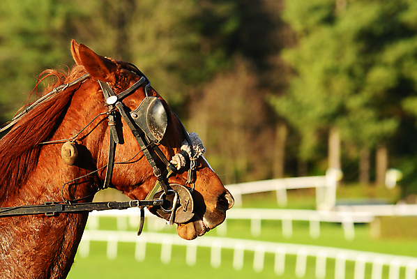 포토 JPG 해외이미지 스포츠 사람없음 경쟁 우승 방향 속도 땀 올가미 정맥 토막 굴레 레이서 해외포토 레이스천 컨셉 직물 최고 혈관 파일형식 이미지허브