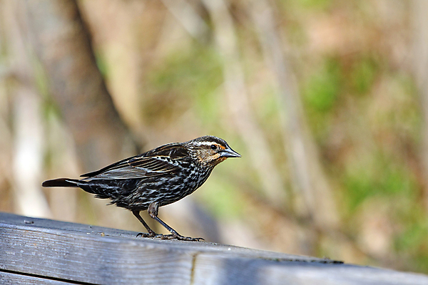 포토 JPG 해외이미지 나무 동물 공원 여자 남자 야생동물 날개 오렌지 자연 조류 앉기 사람없음 야외 빨간색 초록색 여름 파란색 컬러풀 노란색 보라색 검은색 봄 나뭇가지 습지 숲 작음 무서움 깃털 꼬리 부리 계산서 고립 뒤뜰 해외포토 식물 계절 공공시설 감정 컬러 과일 모션 사람 크기 생태계 파일형식 이미지허브