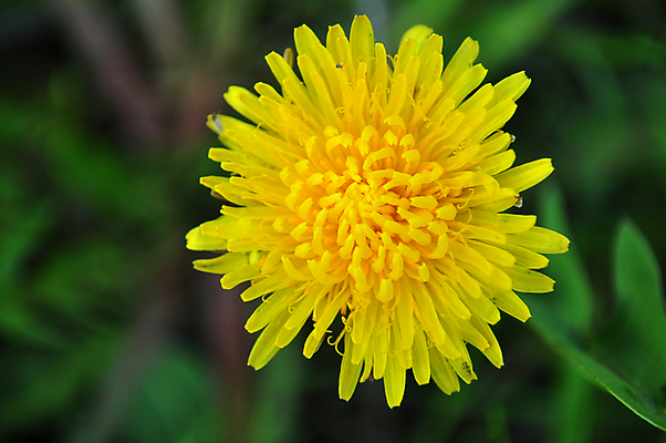 포토 JPG 해외이미지 주간 한송이 자연 사람없음 야외 아웃포커스 민들레 해외포토 자연요소 1 꽃 촬영기법 생태계 송이 파일형식 이미지허브