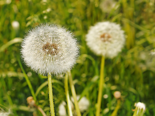 포토 JPG 해외이미지 주간 자연 사람없음 야외 아웃포커스 민들레 민들레홀씨 해외포토 자연요소 꽃 촬영기법 생태계 파일형식 이미지허브