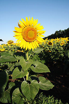 포토 JPG 해외이미지 주간 꽃밭 해바라기 풍경 초원 사람없음 야외 여름 해외포토 자연요소 계절 꽃 파일형식 이미지허브