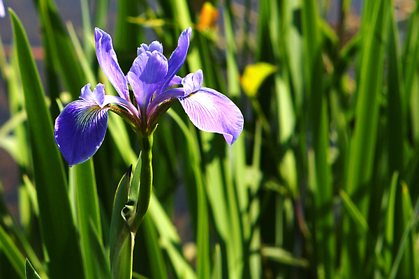 포토 JPG 해외이미지 식물 디자인 배너 꽃잎 꽃 별 물결 백그라운드 꽃무늬 일러스트 사람없음 빨간색 초록색 파란색 뷰티 정원 보라색 미국 봄 줄무늬 자유 벚꽃 흰색 깃발 제비꽃 심볼 붓꽃 애국심 7월 고립 독립 전국 해외포토 자연요소 계절 컬러 컨셉 북아메리카 무늬 날짜 파일형식 이미지허브