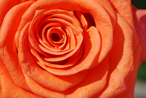 포토 JPG 해외이미지 꽃잎 꽃 오렌지 사랑 사람없음 여름 장미 정원 낭만 하트 해외포토 모양 식물 계절 감정 컨셉 과일 파일형식 이미지허브