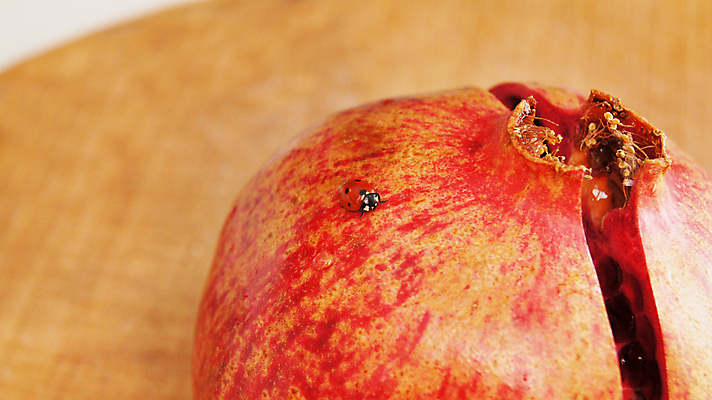 포토 JPG 해외이미지 템플릿 야생동물 어린이 선 음식 여행 곤충 백그라운드 과일 자연 아침 휴가 휴식 건강 사람없음 빨간색 빛 뷰티 정원 식사 봄 자유 마음 신선 달콤 맛 벌레 이슬 먹기 딱정벌레 유기농 무당벌레 육식동물 석류 가넷 생태학 숙성 유전자변형 작살 채식주의자 해외포토 주간 동물 웰빙 계절 교육 컬러 컨셉 모션 사람 보석 생태계 채식 파일형식 이미지허브