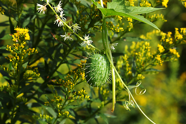 포토 JPG 해외이미지 식물 계절 꽃 음식 잎 농업 채소 자연 오이 건강 사람없음 초록색 여름 농작물 노란색 정원 수확 벚꽃 흰색 신선 작음 먹기 유기농 원예 숙성 채식주의자 세련 해외포토 웰빙 산업 컬러 모션 취미 크기 생태계 채식 파일형식 이미지허브