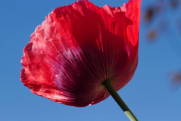 포토 JPG 해외이미지 식물 꽃잎 꽃 줄기 하늘 사람없음 빨간색 초록색 파란색 양귀비 해외포토 컬러 파일형식 이미지허브
