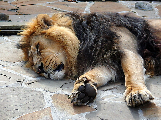 포토 JPG 해외이미지 포유류 수염 털 동물원 사람없음 정원 고양이 위험 사자 인도인 육식동물 갈기 사냥꾼 육식 멸종 사자자리 표범 해외포토 외국인 동물 직업 컨셉 동양인 반려동물 별자리 파일형식 이미지허브