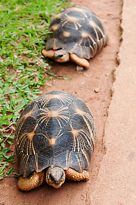 포토 JPG 해외이미지 동물 파충류 초식동물 사람없음 거북이 남쪽 등딱지 마다가스카르 이국적 해외포토 방향 파일형식 이미지허브