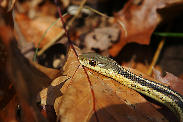 포토 JPG 해외이미지 동물 야생동물 잎 오렌지 파충류 자연 바닥 양서류 사람없음 초록색 노란색 정원 검은색 추위 흰색 독약 뱀 숲 위험 무서움 혀 피부 눈금 사냥 송곳니 기어가기 가터벨트 땅바닥 해외포토 식물 감정 컬러 컨셉 과일 모션 신체부위 벨트 입 치아 생태계 파일형식 이미지허브