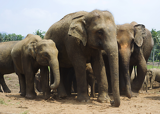 포토 JPG 해외이미지 동물 공원 아시아 음식 포유류 가족 아프리카 자연 코끼리 함께함 동물원 3 동양인 사람없음 햇빛 태양 뷰티 아기 그룹 방목 인도인 먹기 남쪽 스리랑카 해외포토 자연요소 외국인 공공시설 나라 컨셉 관계 모션 사람 인종 축산업 방향 생태계 파일형식 이미지허브