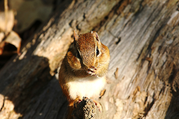 포토 JPG 해외이미지 나무 동물 공원 야생동물 음식 포즈 포유류 발 자연 털 앉기 사람없음 야외 초록색 갈색 검은색 줄무늬 견과류 흰색 황무지 닫기 설치류 작음 모피 먹기 호기심 꼬리 다람쥐 동쪽 내추럴 동물상 땅바닥 수유 해외포토 식물 공공시설 감정 컬러 컨셉 무늬 모션 바닥 신체부위 조형물 크기 방향 생태계 파일형식 이미지허브