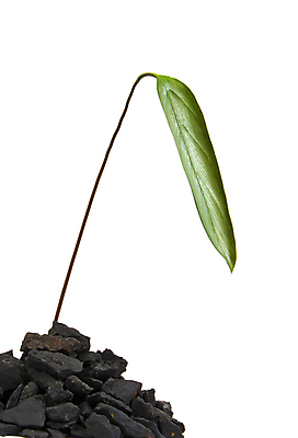 포토 JPG 해외이미지 식물 지구 백그라운드 잎 사람없음 새싹 흙 흰색 고립 생태학 해외포토 교육 컬러 파일형식 이미지허브