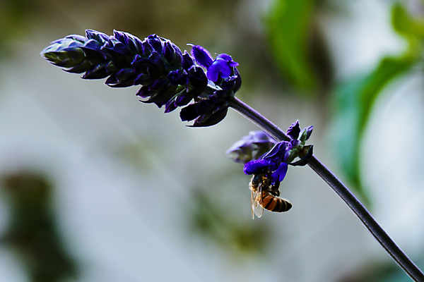 포토 JPG 해외이미지 식물 꽃 자연 사람없음 라벤더 해외포토 허브 생태계 파일형식 이미지허브