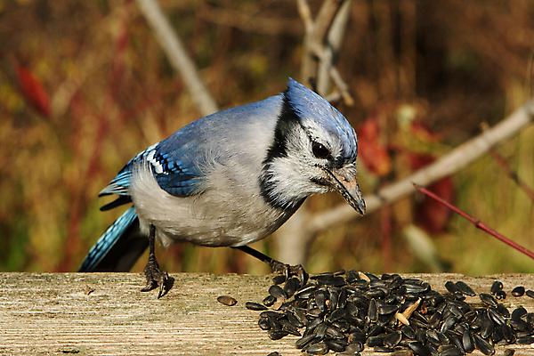 포토 JPG 해외이미지 나무 동물 응시 야생동물 겨울 날개 자연 조류 하늘 앉기 사람없음 야외 파란색 냉동 검은색 추위 가을 흰색 나뭇가지 둥지 숲 큼 깃털 부리 시끄러움 솜털 삼림지대 집게발 해외포토 식물 시선 계절 컬러 모션 크기 생태계 파일형식 이미지허브