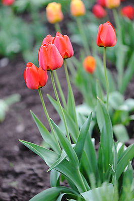 포토 JPG 해외이미지 주간 봄꽃 자연 사람없음 야외 아웃포커스 봄 튤립 해외포토 자연요소 계절 꽃 촬영기법 생태계 파일형식 이미지허브