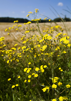포토 JPG 해외이미지 주간 여러송이 자연 사람없음 야외 아웃포커스 들꽃 해외포토 자연요소 꽃 다수 촬영기법 생태계 파일형식 이미지허브
