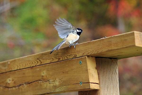 포토 JPG 해외이미지 나무 동물 손 공원 야생동물 음식 캐나다 겨울 날개 자연 조류 씨앗 앉기 사람없음 야외 검은색 추위 흰색 나뭇가지 관찰 숲 작음 먹기 깃털 부리 수유 해외포토 식물 계절 공공시설 컬러 북아메리카 모션 신체부위 크기 생태계 파일형식 이미지허브