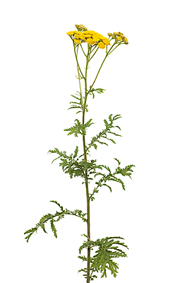 포토 JPG 해외이미지 식물 꽃 줄기 잎 자연 사람없음 노란색 들꽃 개화 약초 허브 흰배경 해외포토 컬러 백그라운드 흰색 풀_식물 생태계 파일형식 이미지허브