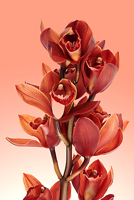 포토 JPG 해외이미지 줄기 실내 사람없음 호접란 코랄배경 해외포토 식물 꽃 백그라운드 내부 파일형식 코랄 이미지허브