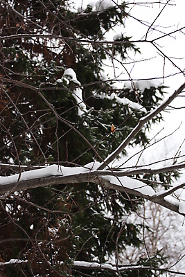 포토 JPG 해외이미지 나무 식물 공원 조각 겨울 자연 사람없음 야외 흰색 숲 해외포토 계절 공공시설 컬러 생태계 파일형식 이미지허브