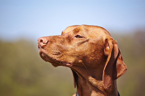 포토 JPG 해외이미지 미소 사람없음 야외 가로 반려동물 컬러풀 사진촬영 개 치아 송곳니 충고 해외포토 동물 컬러 포유류 표정 촬영 소화기관 파일형식 이미지허브