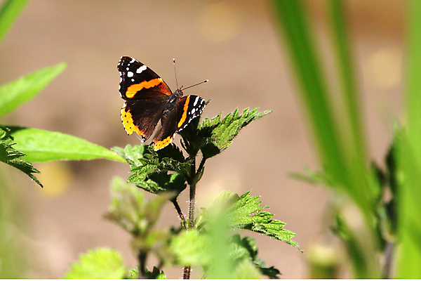 포토 JPG 해외이미지 식물 동물 꽃 야생동물 나비 곤충 꽃무늬 날개 오렌지 일러스트 자연 안테나 사람없음 빨간색 초록색 여름 파란색 컬러풀 뷰티 노란색 정원 검은색 봄 흰색 벌레 묘사 해외포토 계절 컬러 무늬 과일 통신 생태계 파일형식 이미지허브