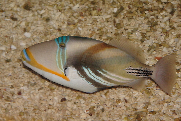 포토 JPG 해외이미지 동물 야생동물 바다 백그라운드 자연 낚시 어류 사람없음 물 수중 산호 오브젝트 다이빙 암초 수족관 고립 동물상 소금물 이국적 해외포토 자연요소 레저 조형물 수영 수중동물 자포동물 생태계 수중스포츠 파일형식 이미지허브