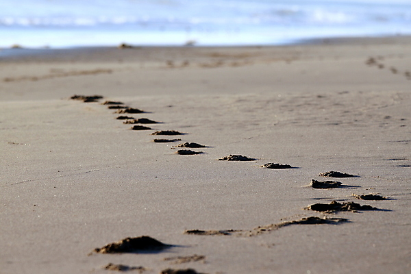 포토 JPG 해외이미지 모래 파도 바다 여행 백그라운드 컨셉 신체 맨발 휴가 휴식 항해 해변 사람없음 야외 물 태양 평화 일출 산책 자유 탐험 승차 인쇄 발자국 질감 단계 종료 건너기 양발 원정 자취 해외포토 자연요소 배_교통 자국 모션 발 노을 파일형식 이미지허브