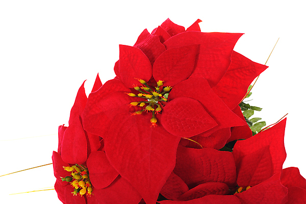 포토 JPG 해외이미지 크리스마스 사람없음 흰배경 포인세티아 해외포토 기념일 꽃 백그라운드 흰색 파일형식 이미지허브