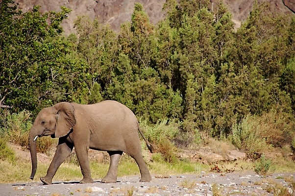 포토 JPG 해외이미지 동물 꽃 야생동물 새끼 포유류 아프리카 코끼리 건조 풍경 사람없음 야외 옆모습 컬러풀 노란색 걷기 회색 사막 나미비아 웅장함 초식 해외포토 식물 나라 뷰포인트 컬러 모션 남아프리카 파일형식 이미지허브