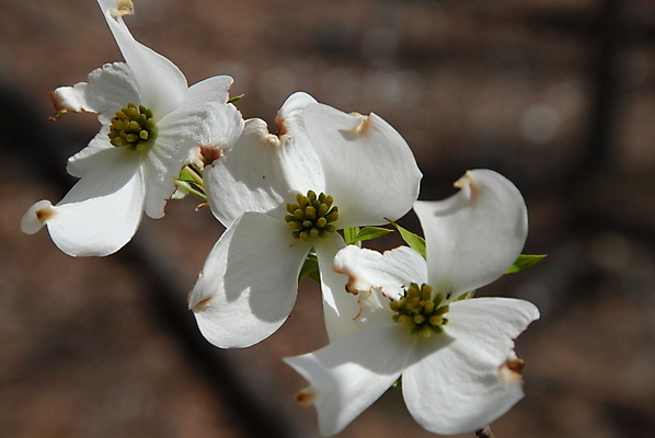 포토 JPG 해외이미지 나무 꽃잎 꽃 꽃무늬 자연 사람없음 초록색 봄 성장 벚꽃 흰색 나뭇가지 개화 해외포토 식물 계절 컬러 무늬 생태계 파일형식 이미지허브