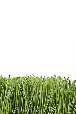 포토 JPG 해외이미지 식물 잔디 사람없음 자르기 고립 해외포토 모션 파일형식 이미지허브