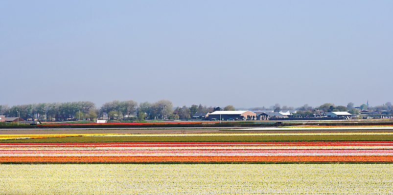 포토 JPG 해외이미지 식물 계절 꽃 유럽 꽃무늬 밭 전구 자연 풍경 초원 사람없음 초록색 컬러풀 노란색 여행객 봄 튤립 흰색 개화 네덜란드 향기 내추럴 밭일 해외포토 나라 컬러 무늬 농업 사람 생태계 냄새 파일형식 이미지허브