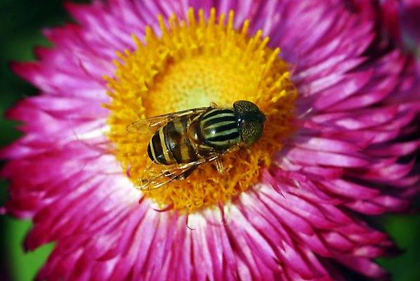 포토 JPG 해외이미지 식물 계절 꽃잎 꽃 분홍색 곤충 백그라운드 꽃무늬 자연 사람없음 장식 뷰티 정원 봄 벚꽃 개화 빨다 꿀벌 그늘 먹이 먹기 데이지 꿀 고립 해외포토 동물 컬러 무늬 모션 벌_곤충 생태계 파일형식 이미지허브
