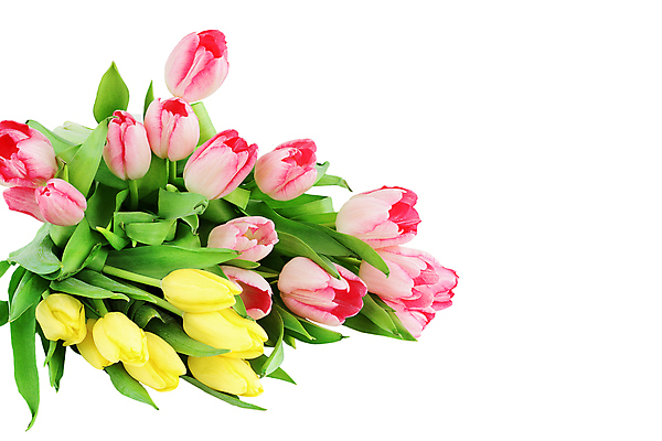 포토 JPG 해외이미지 스튜디오촬영 식물 계절 꽃 분홍색 꽃다발 자연 휴가 프레임 선물 사람없음 가로 초록색 뷰티 노란색 사진촬영 봄 튤립 벚꽃 자르기 다발 오브젝트 흰배경 그림 고립 어머니의날 해외포토 기념일 컬러 백그라운드 모션 실내 촬영 흰색 생태계 미국문화 파일형식 이미지허브