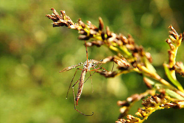 포토 JPG 해외이미지 동물 남자 야생동물 줄기 포즈 곤충 날개 자연 안테나 앉기 사람없음 초록색 물 빛 갈색 아빠 벌레 기중기 생물학 산딸기 짝짓기 동물상 모기 그리너리 오싹 해외포토 자연요소 식물 교육 컬러 과일 통신 가족 모션 사람 조형물 중장비 해충 생태계 파일형식 트랜드컬러 이미지허브