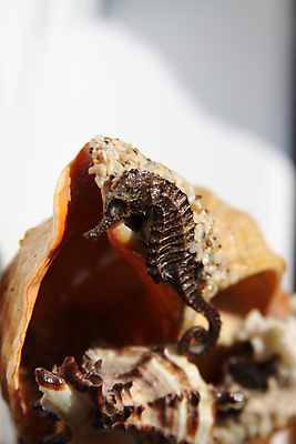 포토 JPG 해외이미지 동물 바다 조각 조개 어류 미술 사람없음 장식 장난감 조각상 숫자 피규어 골동품 껍질 흰색 도자기 클래식 고급 디자이너 옛날 조각가 특별함 해외포토 직업 문자 컬러 컨셉 문화예술 어패류 조형물 수중동물 미니어처 파일형식 이미지허브