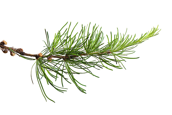 포토 JPG 해외이미지 나무 식물 백그라운드 크리스마스 휴가 사람없음 초록색 흰색 나뭇가지 소나무 전나무 고립 해외포토 기념일 컬러 파일형식 이미지허브