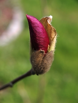 포토 JPG 해외이미지 식물 계절 꽃잎 꽃 분홍색 백그라운드 자연 사람없음 빨간색 세로 초록색 정원 봄 신선 개화 4월 5월 묘사 목련 내추럴 해외포토 컬러 날짜 생태계 파일형식 이미지허브