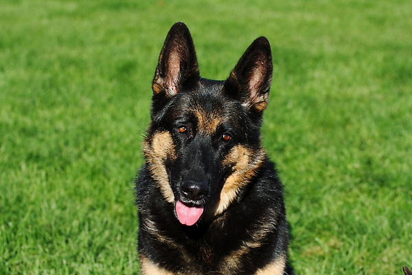 포토 JPG 해외이미지 동물 척추동물 1 응시 얼굴 백그라운드 포유류 휴식 경비 앉기 성인 사람없음 반려동물 갈색 머리카락 검은색 코트 흰색 수비 양치기 경찰 개 선탠 큼 슛 경호원 노려봄 송곳니 고립 기르기 동반자 복종 유래 충실 해외포토 직업 시선 컬러 컨셉 모션 표정 안전 사람 신체부위 머리 외투 치아 보호 크기 돌봄 파일형식 이미지허브