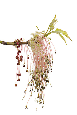 포토 JPG 해외이미지 단풍 잎 사람없음 빨간색 초록색 새싹 개화 흰배경 해외포토 식물 꽃 컬러 백그라운드 흰색 파일형식 이미지허브