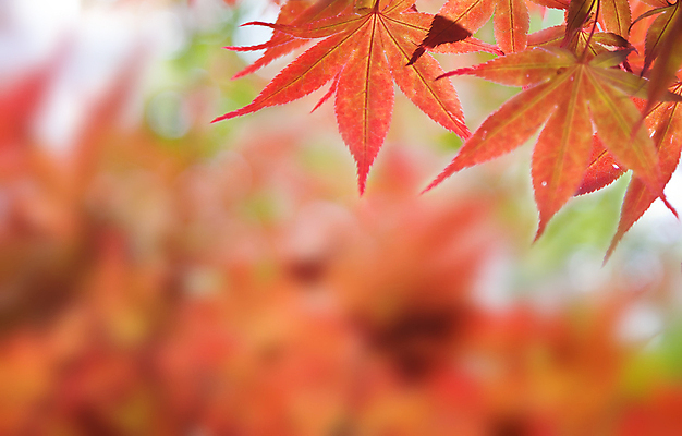 포토 JPG 해외이미지 나무 디자인 계절 공원 백그라운드 단풍 잎 패턴 자연 벽지 하늘 그림자 사람없음 야외 장식 빨간색 컬러풀 햇빛 태양 갈색 일본 활발 젖음 달력 나뭇가지 변화 황금 숲 질감 장면 진홍색 내추럴 러시아인 엘리먼트 해외포토 자연요소 서양인 식물 공공시설 아시아 컬러 컨셉 무늬 생태계 파일형식 이미지허브
