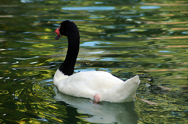 포토 JPG 해외이미지 동물 호수 조류 건강 동물원 사람없음 물 검은색 수영 흰색 연못 백조 새장 목 물새 해외포토 자연요소 컬러 신체부위 수상스포츠 케이지 파일형식 이미지허브