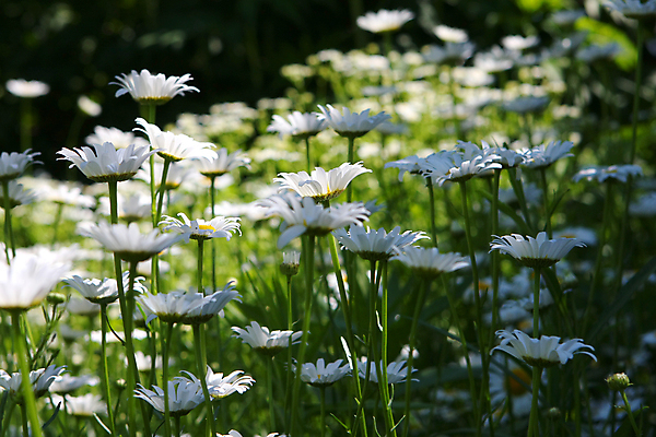 포토 JPG 해외이미지 식물 디자인 계절 꽃잎 꽃 실루엣 백그라운드 컨셉 잎 꽃무늬 패턴 밭 자연 벽지 추상 프레임 미술 사람없음 장식 초록색 여름 컬러풀 뷰티 노란색 정원 봄 성장 벚꽃 흰색 신선 묘사 오브젝트 데이지 내추럴 고립 해외포토 컬러 무늬 농업 문화예술 촬영기법 생태계 파일형식 이미지허브
