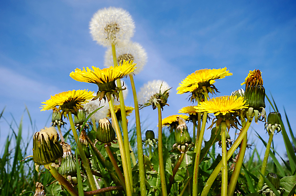포토 JPG 해외이미지 주간 자연 하늘 사람없음 야외 민들레 민들레홀씨 해외포토 자연요소 꽃 생태계 파일형식 이미지허브
