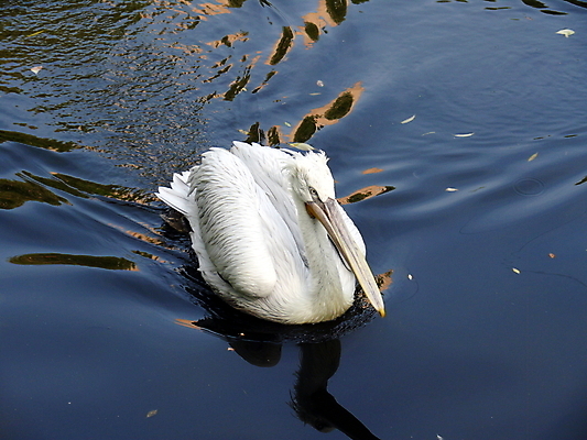 포토 JPG 해외이미지 동물 척추동물 야생동물 자연 조류 생물 동물원 사람없음 물 흰색 고독 펠리컨 깃털 슛 물새 고립 달마시안 모스크바 민물 해외포토 자연요소 감정 컬러 개 생태계 러시아 파일형식 이미지허브