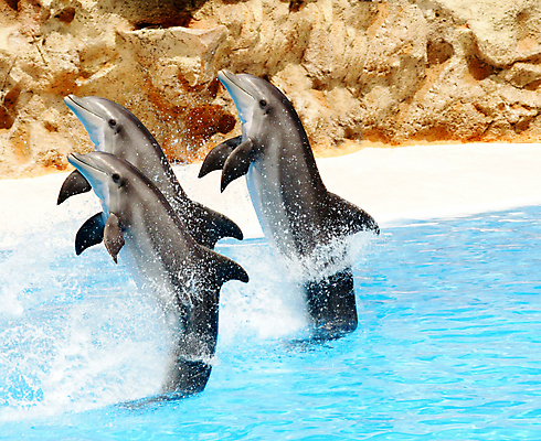 포토 JPG 해외이미지 동물 행복 야생동물 바다 포유류 생물 미소 사람없음 물 파란색 달리기 점프 수영 회색 젖음 게임 흰색 떨어짐 돌고래 코 쇼 지능 해외포토 자연요소 감정 컬러 컨셉 모션 놀이 표정 신체부위 수중동물 수상스포츠 파일형식 이미지허브